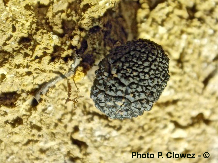 Tuber aestivum