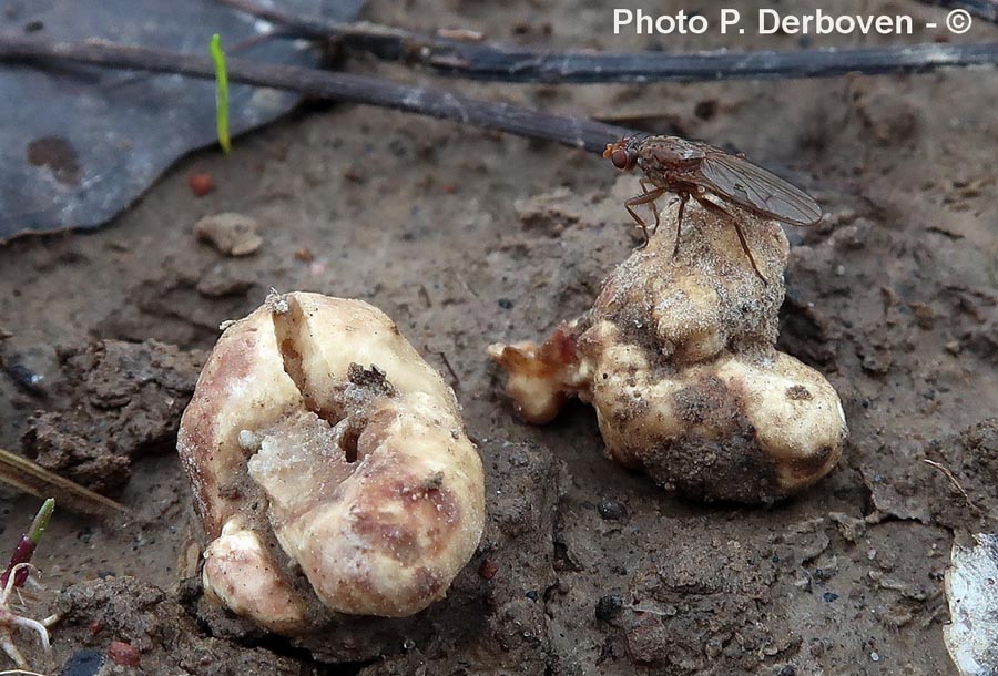 Tuber borchii 