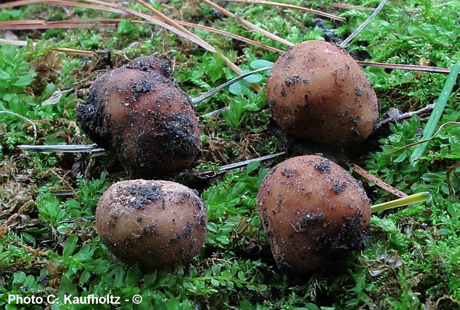 Tuber candidum