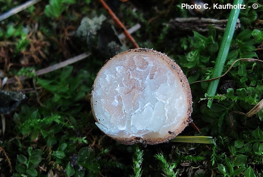 Tuber candidum