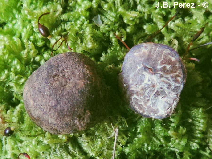 Tuber dryophilum