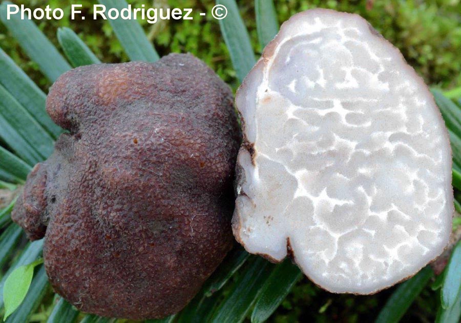 Tuber ferrugineum