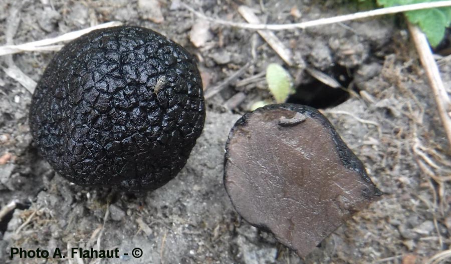 Tuber indicum