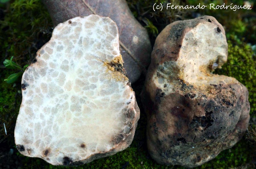 Tuber maculatum