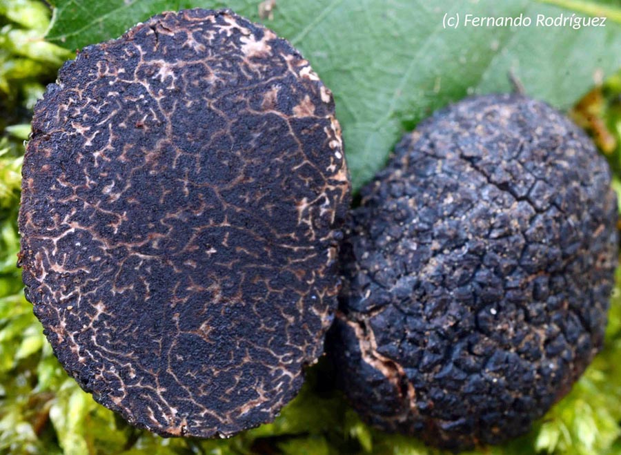 Tuber melanosporum