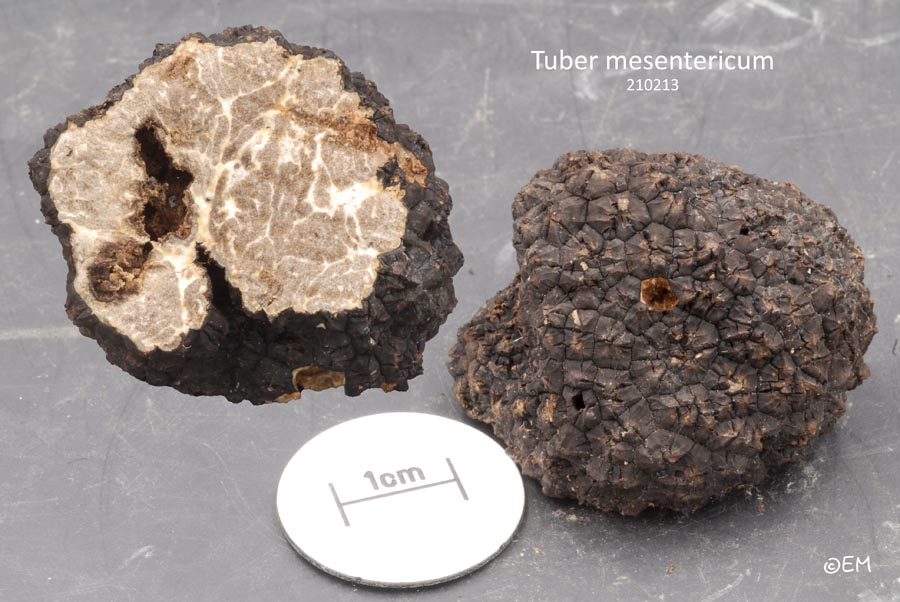 Tuber mesentericum