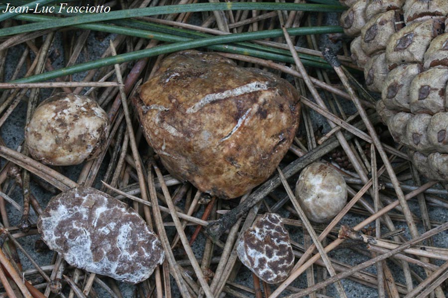 Tuber puberulum