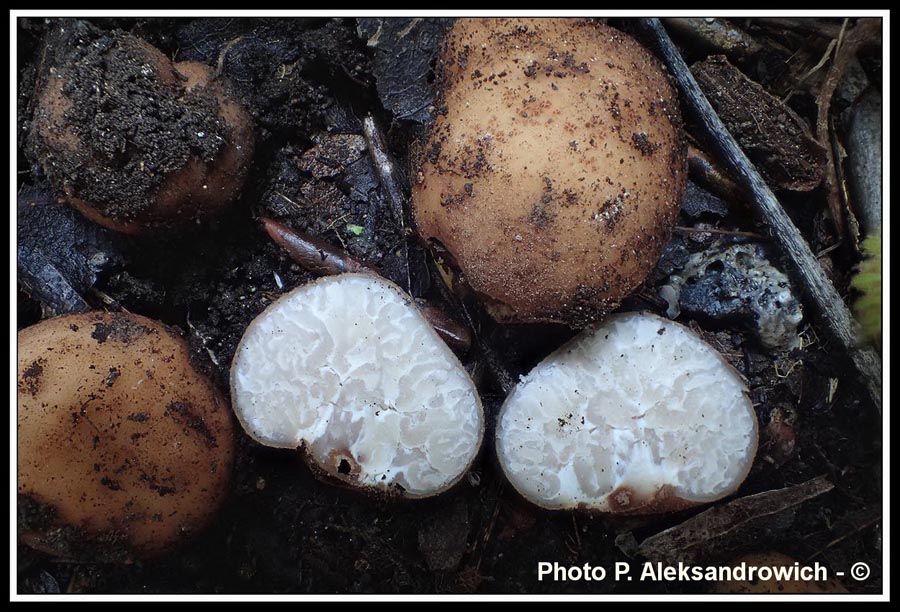 Tuber rufum