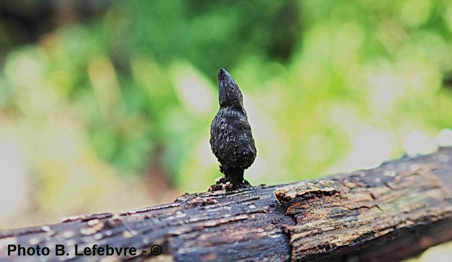 Xylaria arbuscula