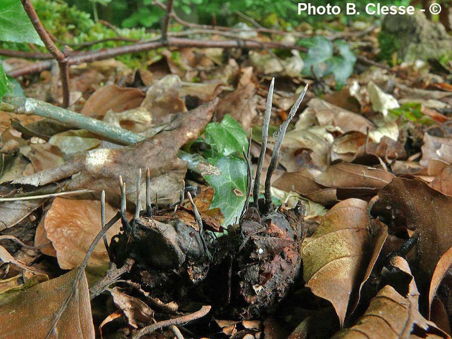 Xylaria carpophila