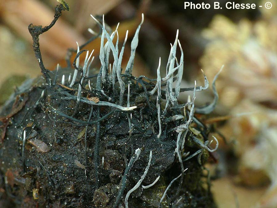 Xylaria carpophila