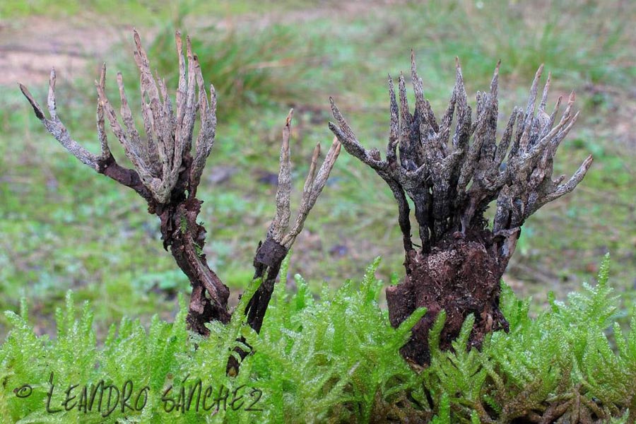 Xylaria cinerea