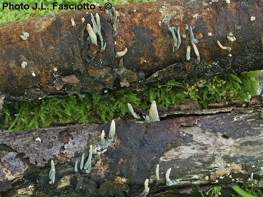 Xylaria digitata