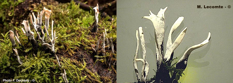 Xylaria hypoxylon