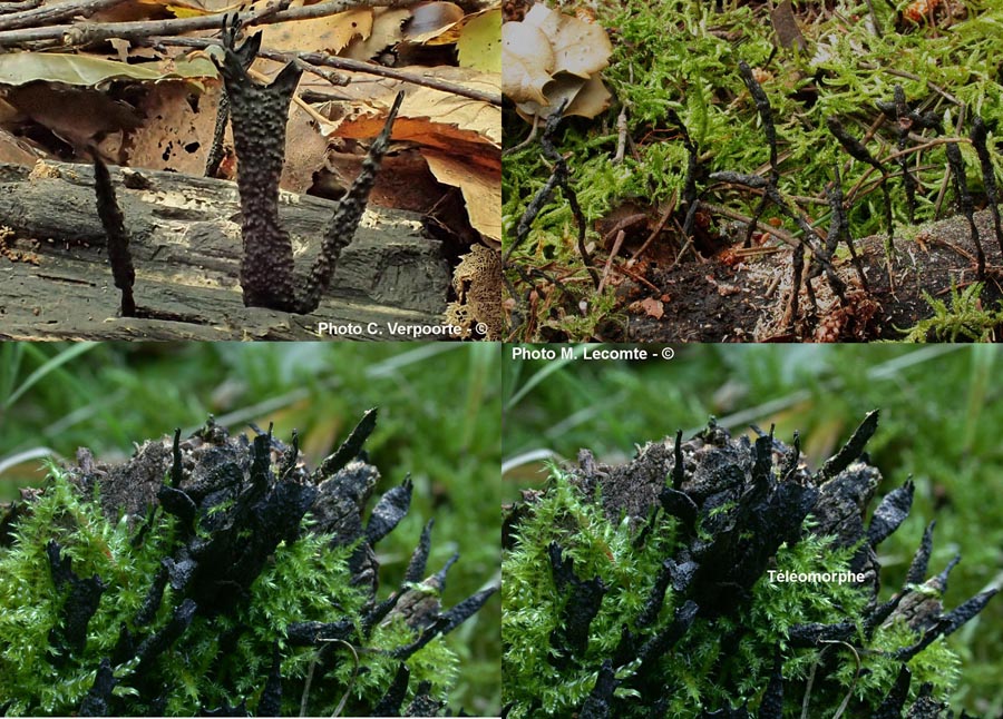 Xylaria hypoxylon