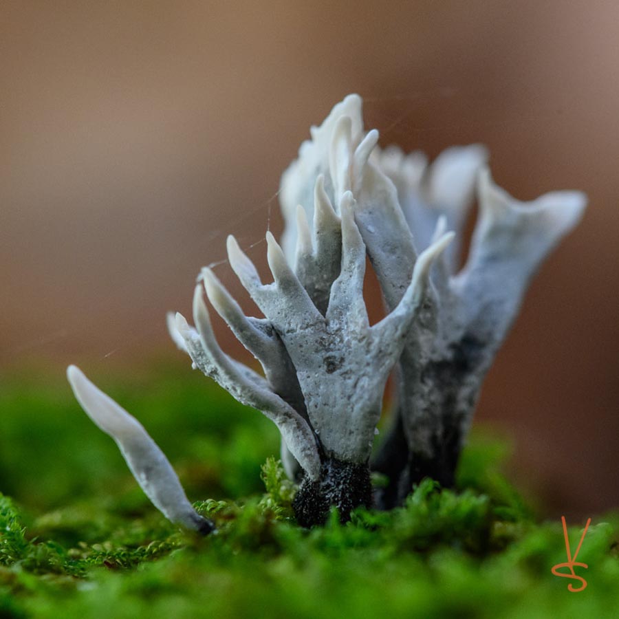 Xylaria hypoxylon