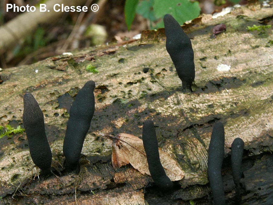 Xylaria longipes