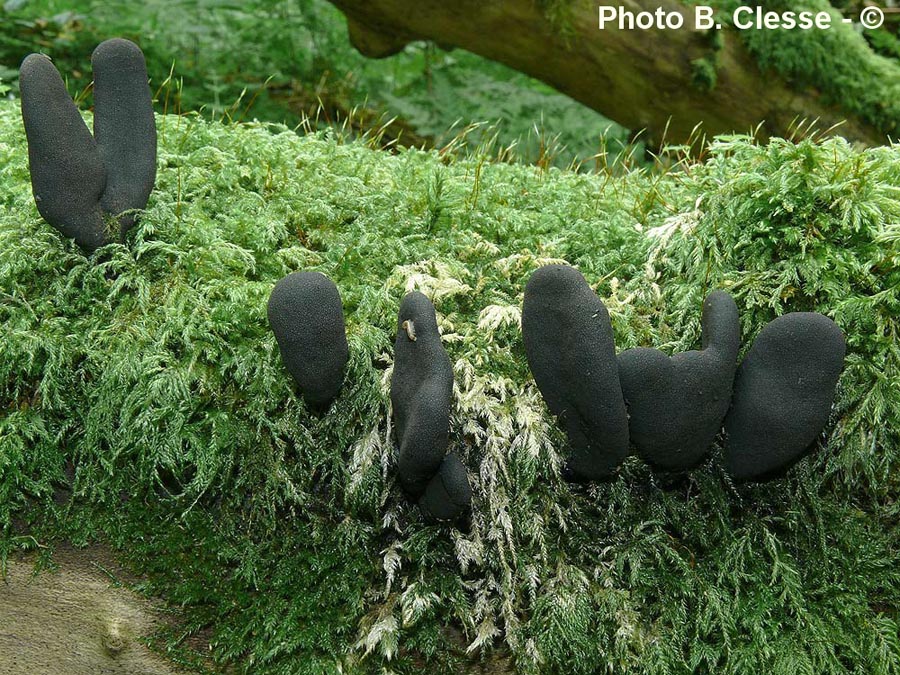 Xylaria longipes