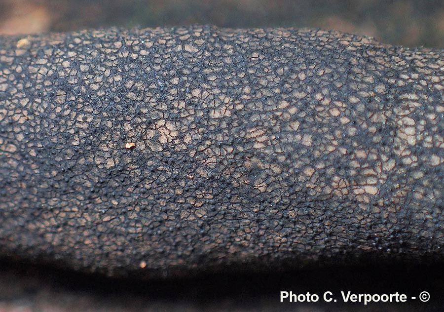 Xylaria longipes