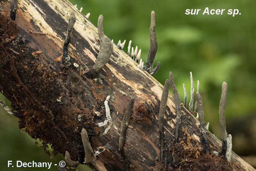 Xylaria longipes