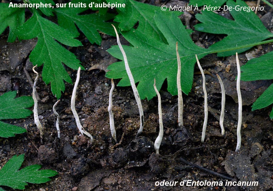 Xylaria oxyacanthae