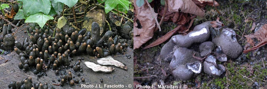 Xylaria polymorpha