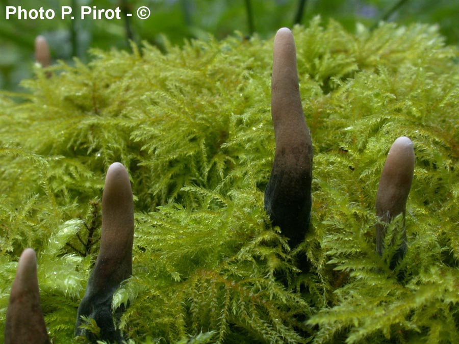 Xylaria polymorpha