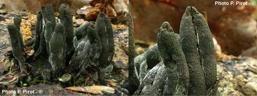 Xylaria polymorpha