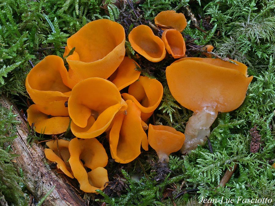 Sowerbyella rhenana