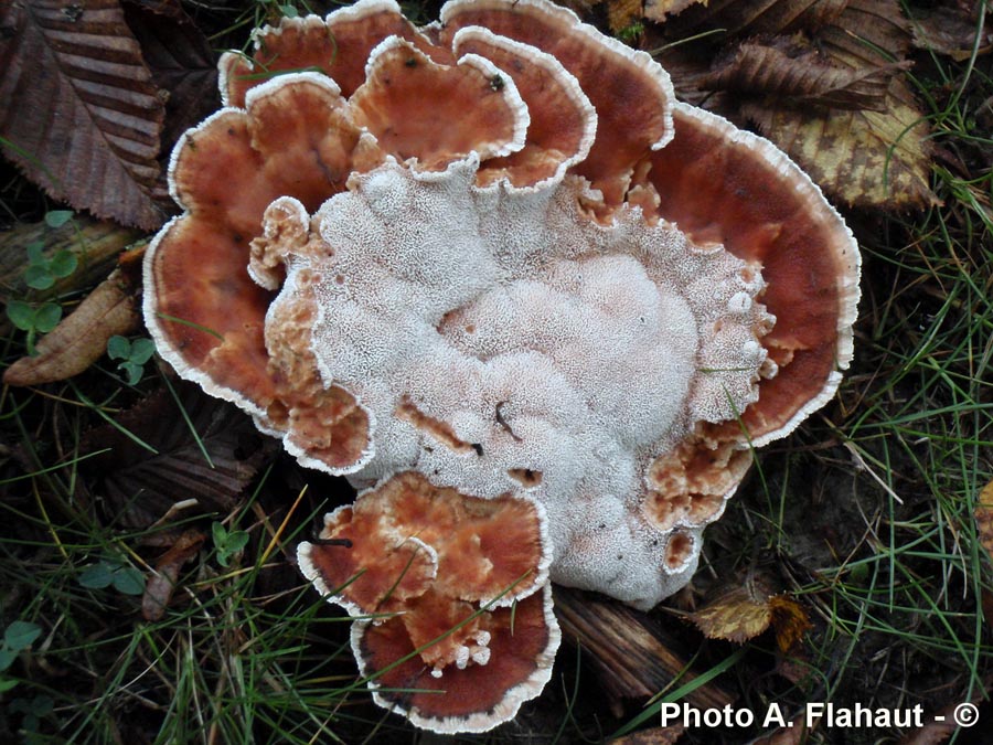 Abortiporus biennis (Heteroporus biennis)