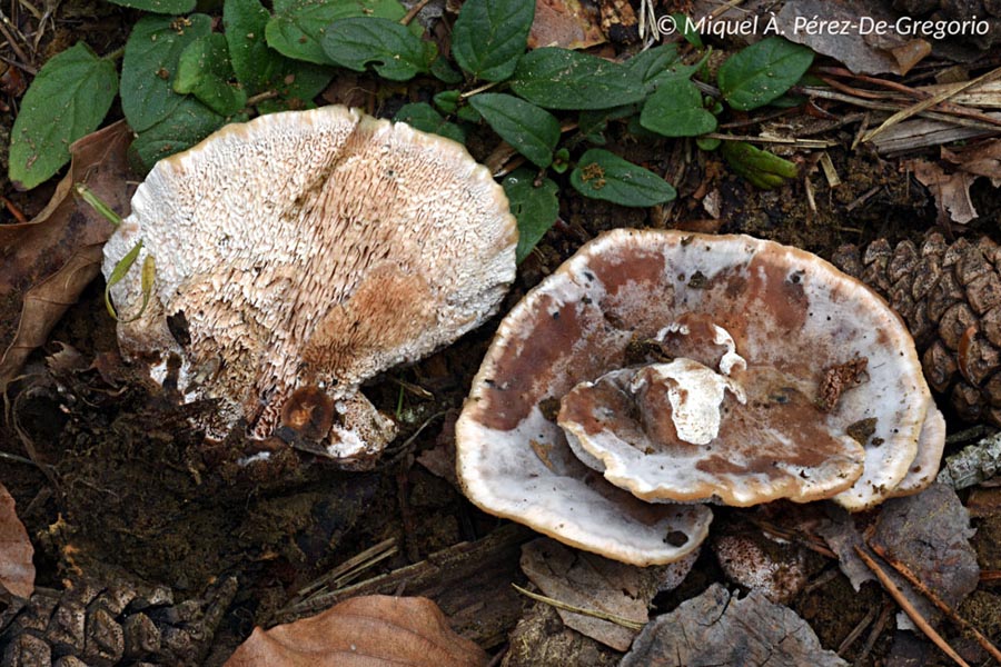 Abortiporus biennis (Heteroporus biennis)