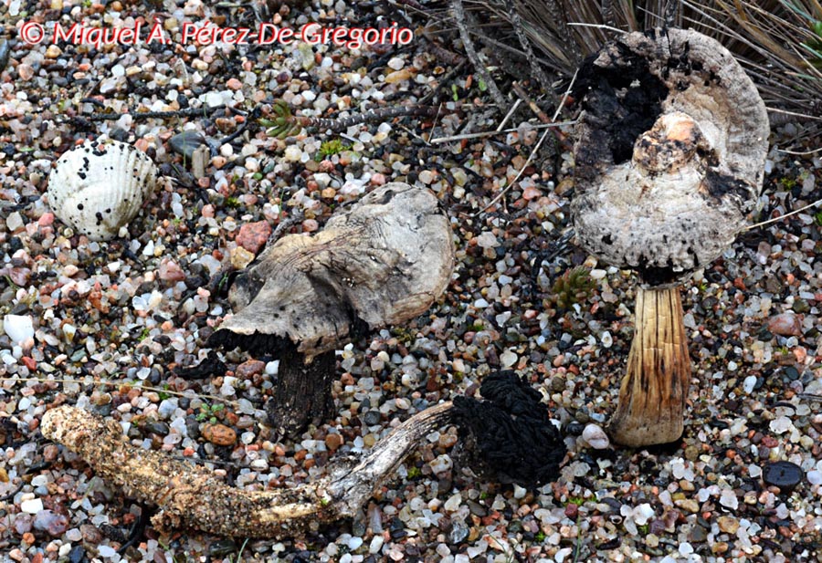 Agaricus aridicola (Gyrophragmium dunalii)