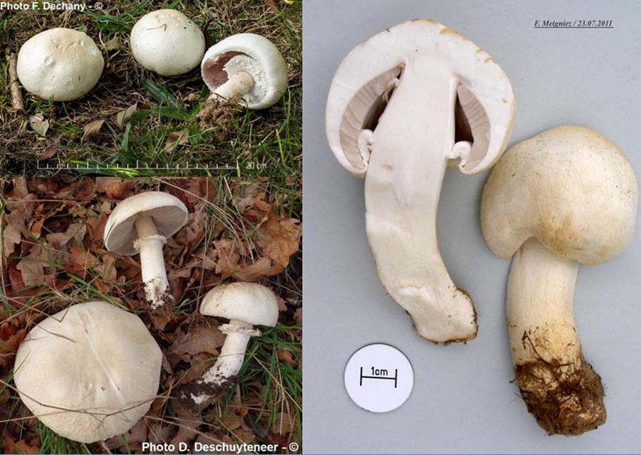 Agaricus arvensis