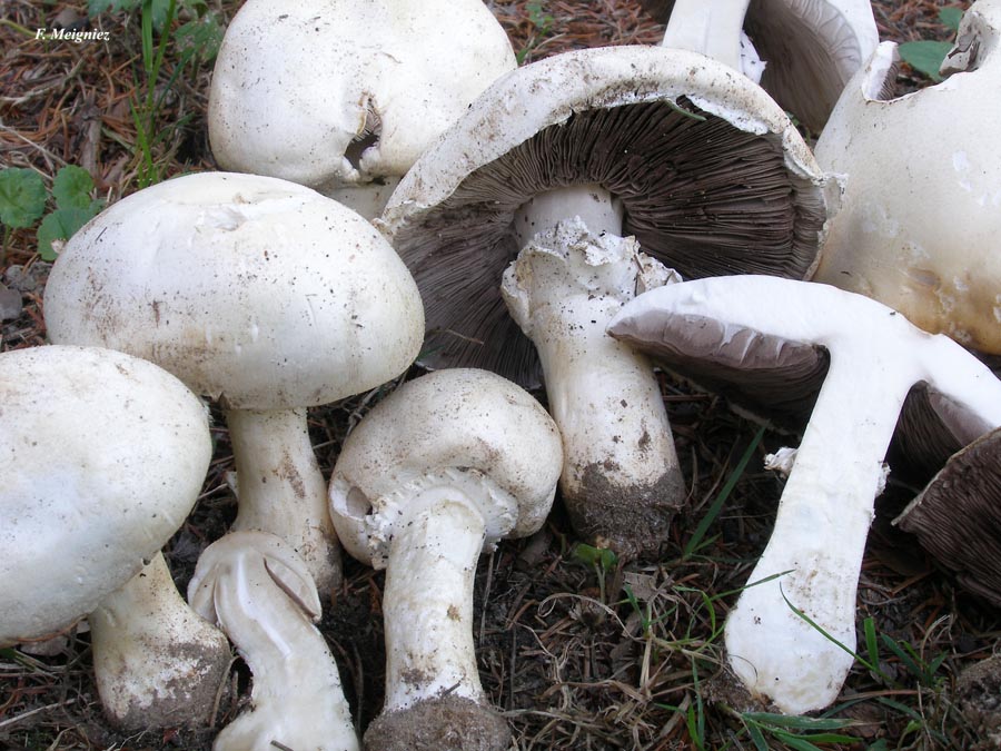 Agaricus arvensis