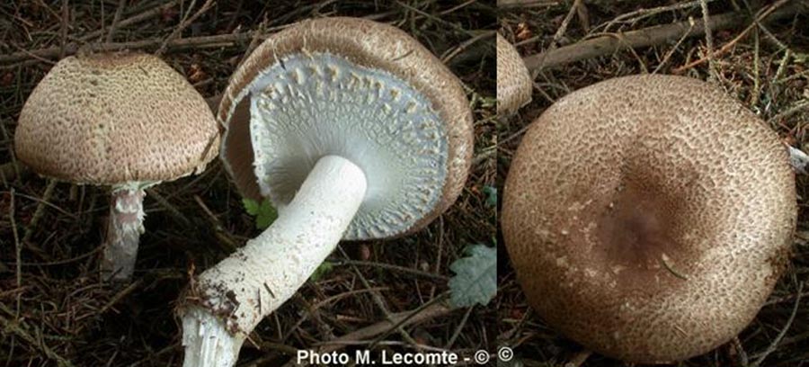 Agaricus augustus