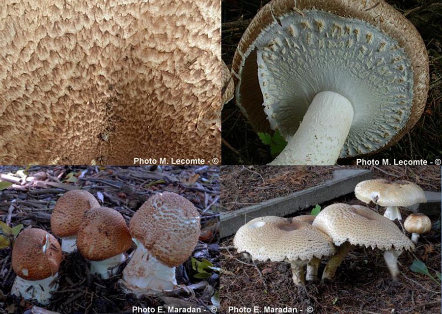 Agaricus augustus