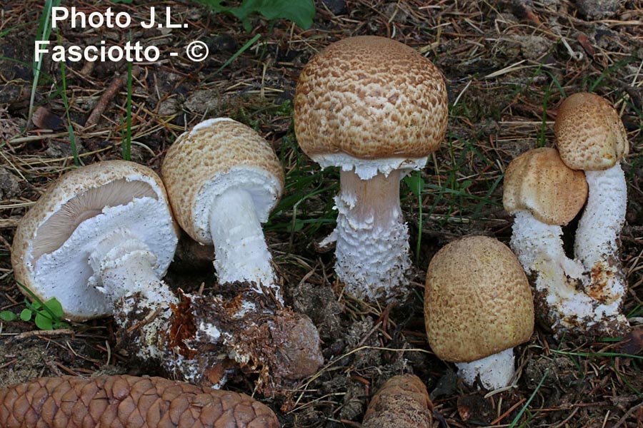 Agaricus augustus