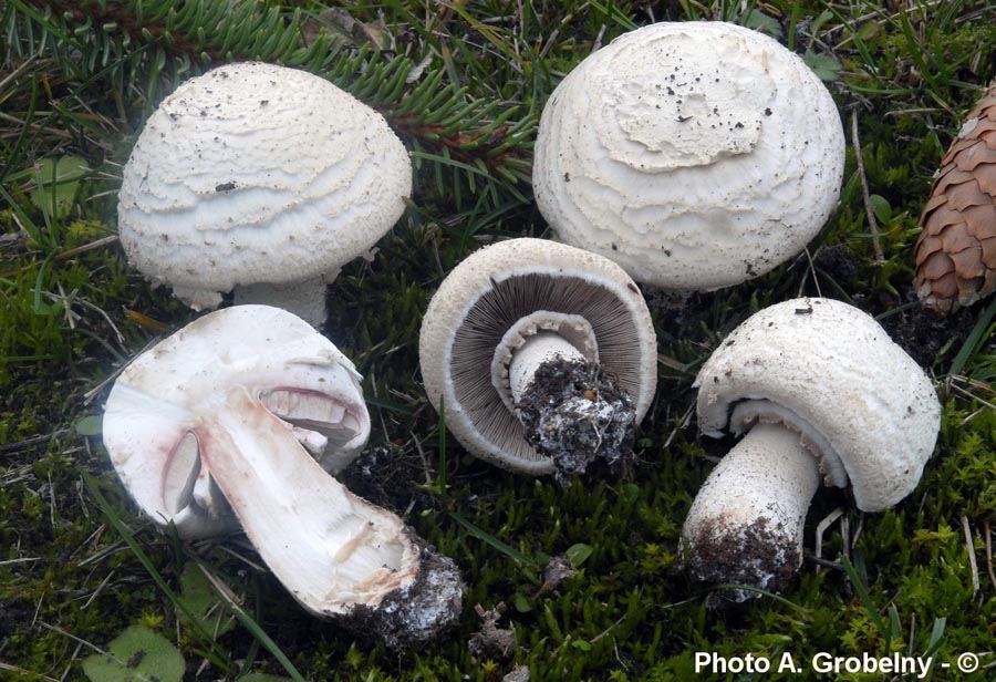 Agaricus benesii