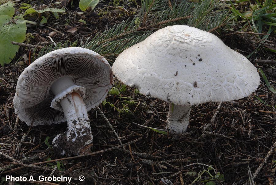 Agaricus benesii