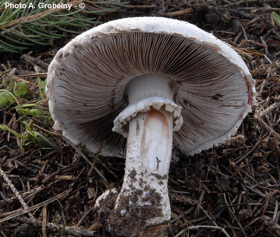 Agaricus benesii