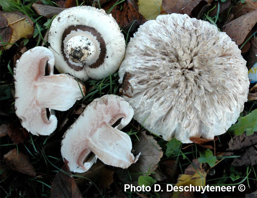 Agaricus bernardii