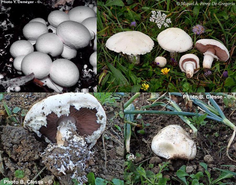 Agaricus bisporus