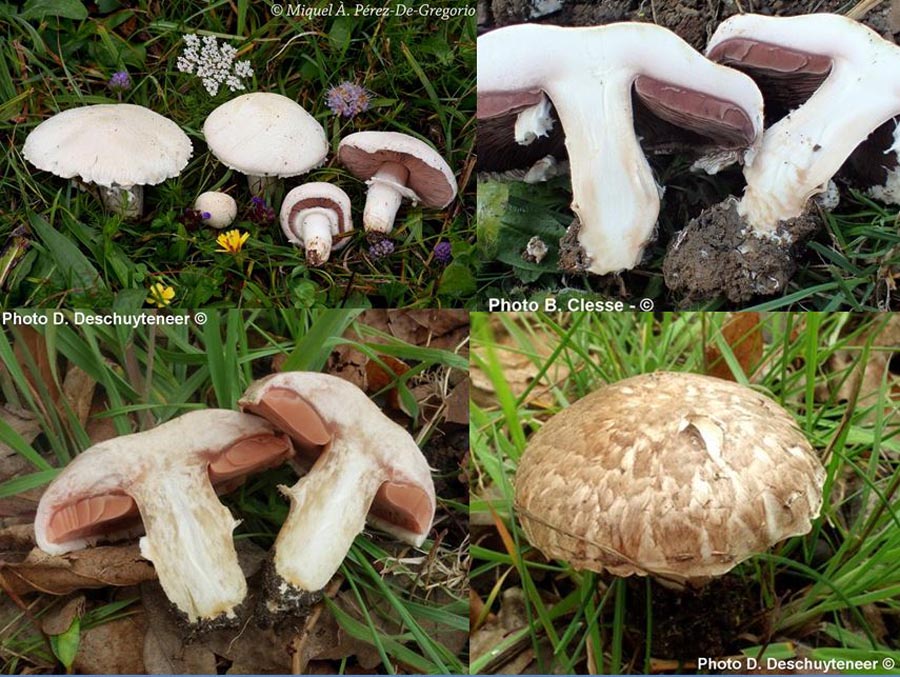 Agaricus bisporus