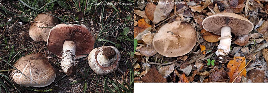 Agaricus bisporus