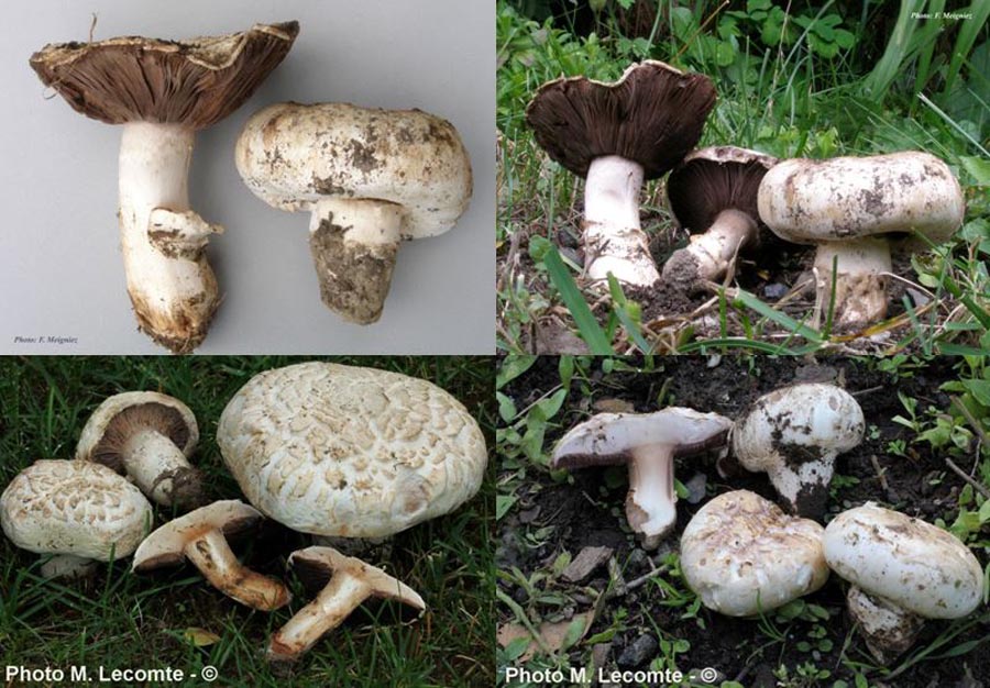 Agaricus bitorquis