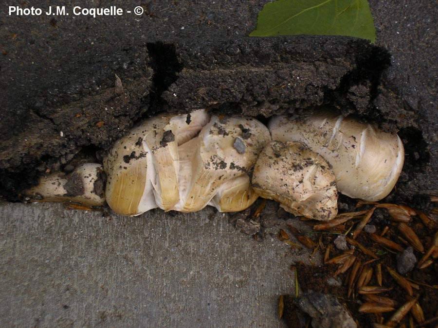 Agaricus bitorquis