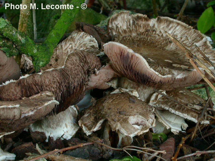 Agaricus bohusii