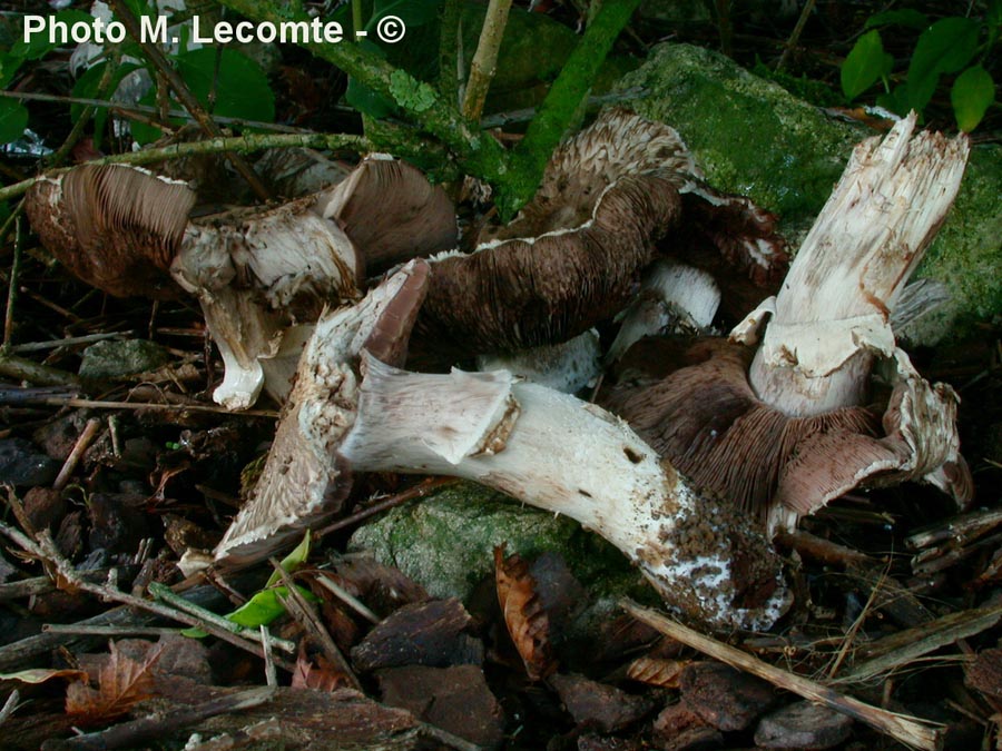 Agaricus bohusii