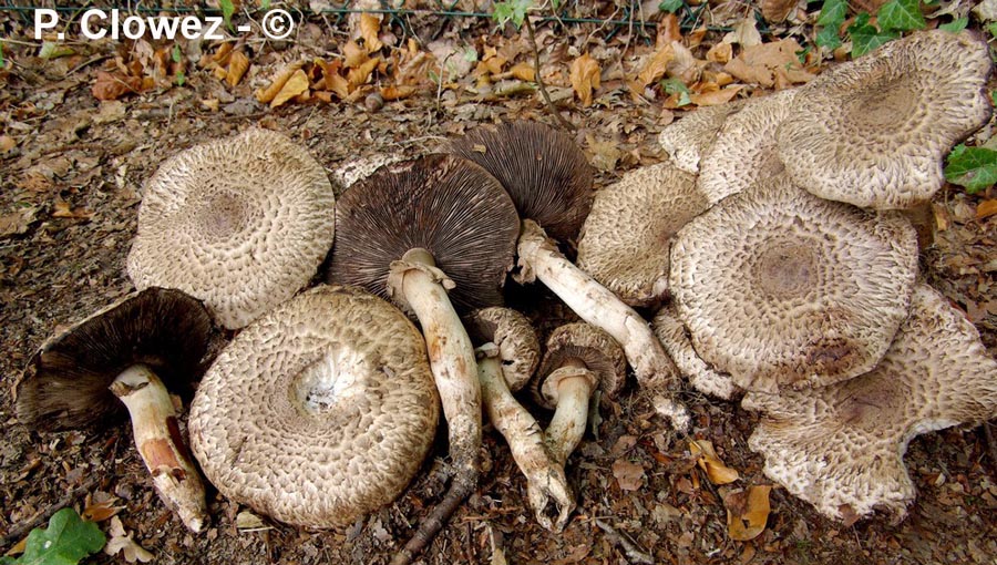 Agaricus bohusii