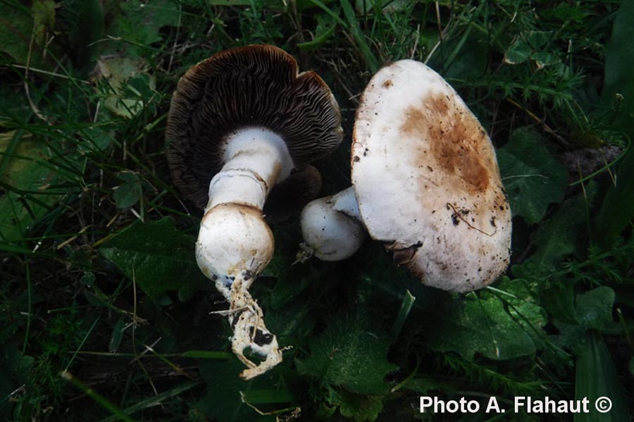 Agaricus bresadolanus